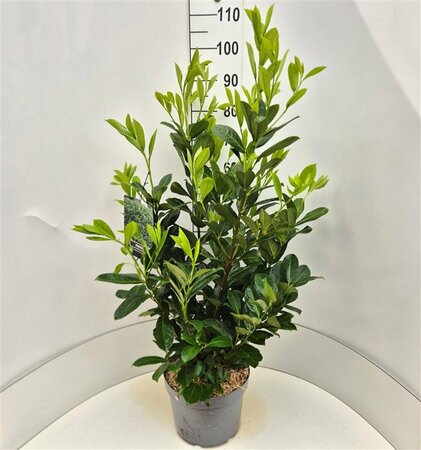 Prunus laurocerasus 'Rotundifolia' 200/225 KL. - afbeelding 17