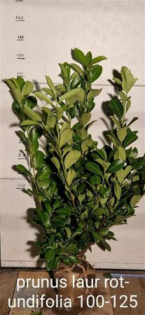 Prunus laurocerasus 'Rotundifolia' 200/225 KL. - afbeelding 3