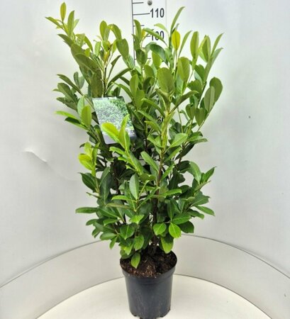 Prunus laurocerasus 'Rotundifolia' 200/225 KL. - afbeelding 11