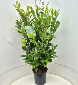 Prunus laurocerasus 'Rotundifolia' 200/225 KL. - afbeelding 11