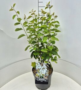 Amelanchier lamarckii 100/125 C. - afbeelding 11