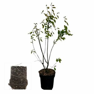 Amelanchier lamarckii 100/125 C. - afbeelding 8