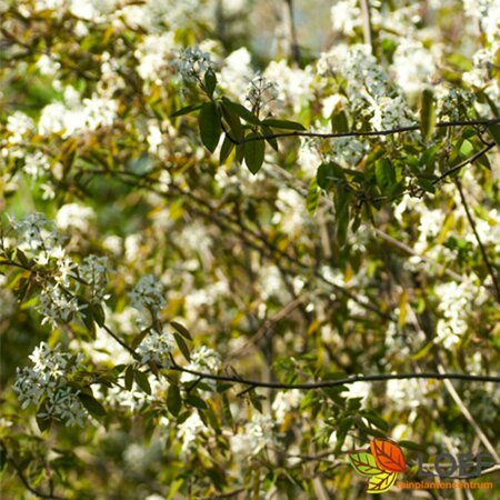 Amelanchier lamarckii 100/125 C. - afbeelding 6