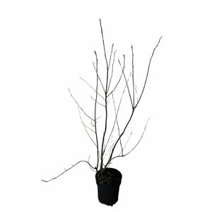 Amelanchier lamarckii 100/125 C. - afbeelding 7