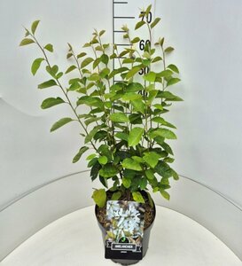 Amelanchier lamarckii 100/125 C. - afbeelding 2