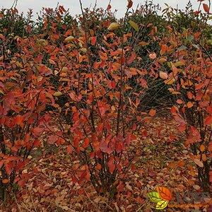 Amelanchier lamarckii 100/125 C. - afbeelding 3