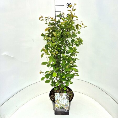 Amelanchier lamarckii 100/125 C. - afbeelding 9