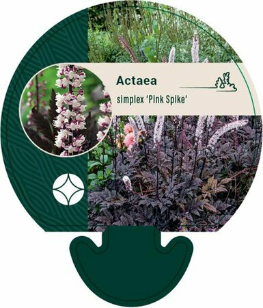 Actaea simplex 'Pink Spike' C2 - afbeelding 2
