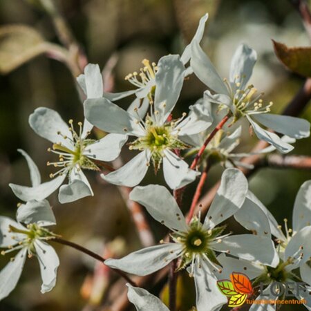 Amelanchier lamarckii 250/275 C. Meerstammig - afbeelding 1