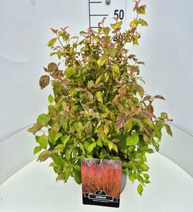 Cornus sanguinea 'Midwinter Fire' 60/80 C. - afbeelding 14
