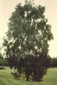 Betula pendula 10-12 C.  - afbeelding 2