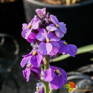 Erysimum 'Bowles' Mauve' C2
