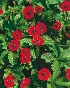 Potentilla atrosanguinea P9