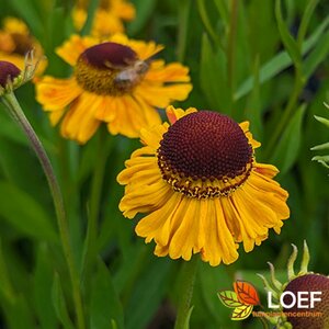 Helenium 'Carmen' P9