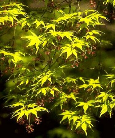 Acer palmatum 200/225 C. - afbeelding 2