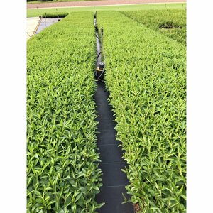Verbena bonariensis P9 - afbeelding 4