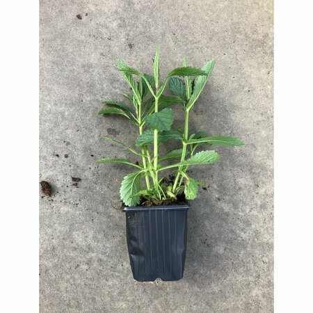 Verbena bonariensis P9 - afbeelding 3