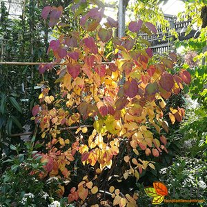 Cercidiphyllum japonicum 12-14 C.