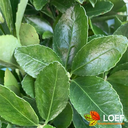 Euonymus japonicus Leischerm 70 x 120 C.