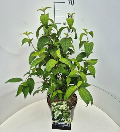 Viburnum plicatum 'Mariesii' 50/60 C.  - afbeelding 5