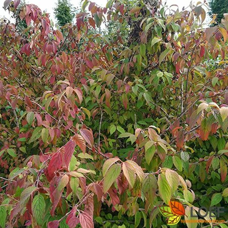 Viburnum plicatum 'Mariesii' 50/60 C.  - afbeelding 3