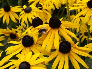Rudbeckia fulgida 'Goldsturm' C2 - afbeelding 4
