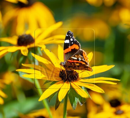 Rudbeckia fulgida 'Goldsturm' C2 - afbeelding 3