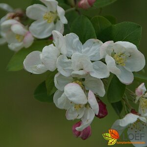 Malus 'Red Sentinel' 125/150 C. - afbeelding 3