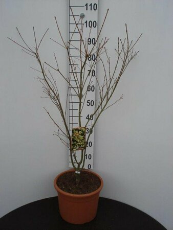 Acer palmatum 'Katsura' 125/150 C. Solitair - afbeelding 2