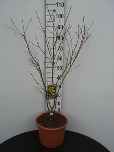 Acer palmatum 'Katsura' 125/150 C. Solitair - afbeelding 2