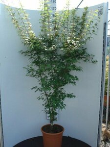 Acer palmatum 'Katsura' 125/150 C. Solitair - afbeelding 4