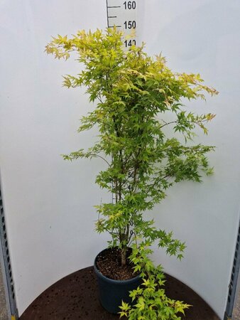 Acer palmatum 'Katsura' 125/150 C. Solitair - afbeelding 5