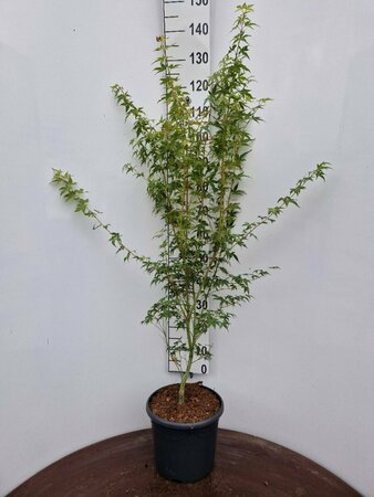 Acer palmatum 'Katsura' 125/150 C. Solitair - afbeelding 3
