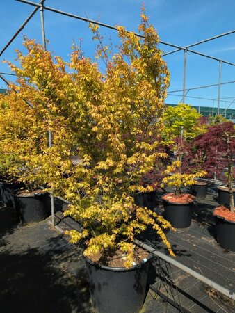Acer palmatum 'Katsura' 125/150 C. Solitair - afbeelding 1