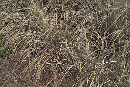 Carex comans 'Bronze Form' C2 - afbeelding 1