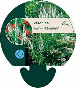 Veronica longifolia 'Schneeriesin' P9 - afbeelding 2