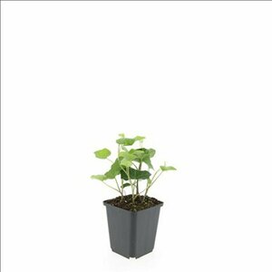 Hedera hibernica 175/200 C. - afbeelding 2
