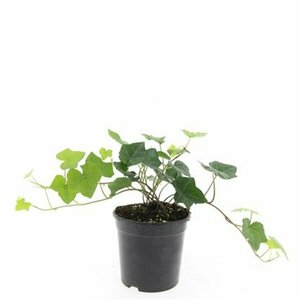 Hedera hibernica 175/200 C. - afbeelding 8