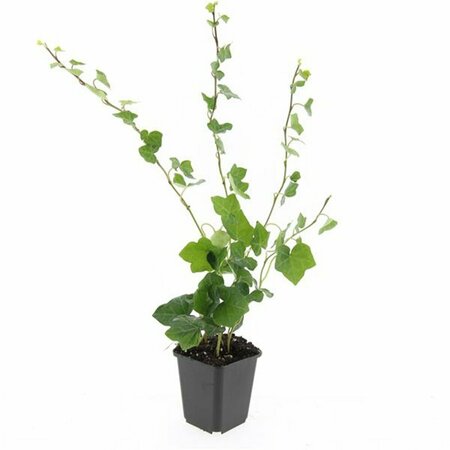 Hedera hibernica 175/200 C. - afbeelding 22