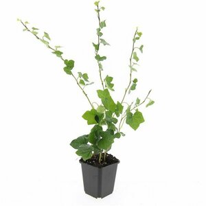 Hedera hibernica 175/200 C. - afbeelding 22
