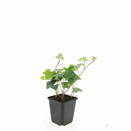 Hedera hibernica 175/200 C. - afbeelding 16