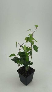 Hedera hibernica 175/200 C. - afbeelding 19