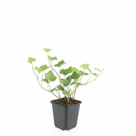 Hedera hibernica 175/200 C. - afbeelding 3