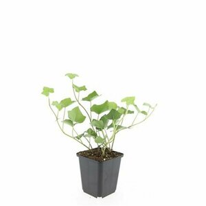 Hedera hibernica 175/200 C. - afbeelding 3
