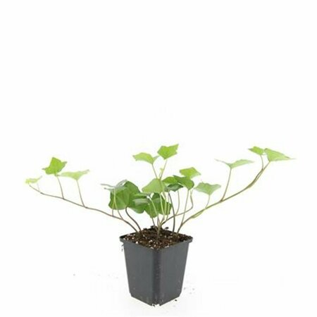 Hedera hibernica 175/200 C. - afbeelding 12