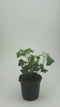 Hedera hibernica 175/200 C. - afbeelding 9