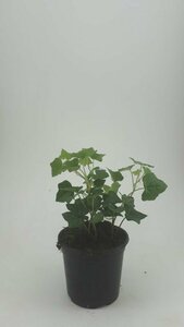 Hedera hibernica 175/200 C. - afbeelding 9