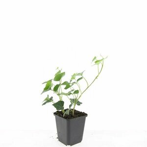 Hedera hibernica 175/200 C. - afbeelding 21