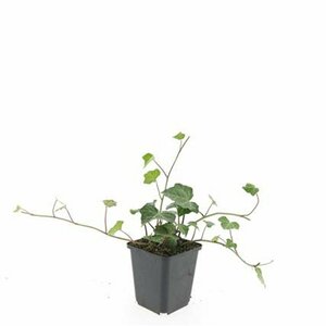 Hedera helix 'Woerner' Haagelement 120x180  - afbeelding 5
