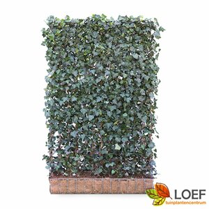 Hedera helix 'Woerner' Haagelement 120x180  - afbeelding 2